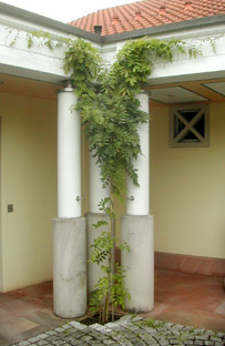 ein Foto von einer Rankpflanze an Saeulen an einem Haus